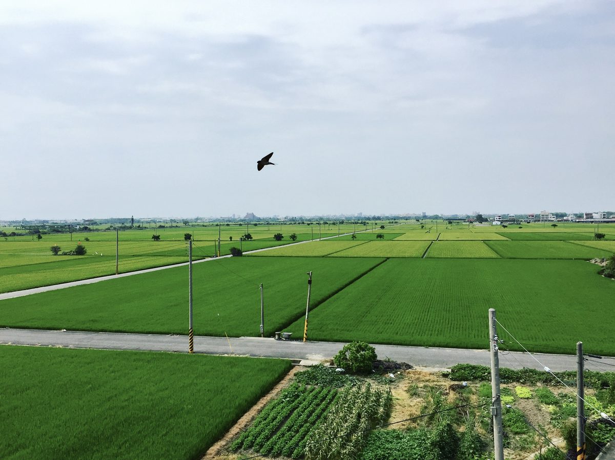 飛過稻田的鳥